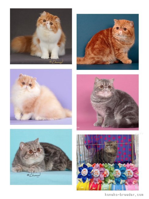 CFAキャットショーに参加しております｜中村　弥生(なかむら　やよい)ブリーダー(高知県・エキゾチックショートヘア・CFA/国内血統書登録)の紹介写真3
