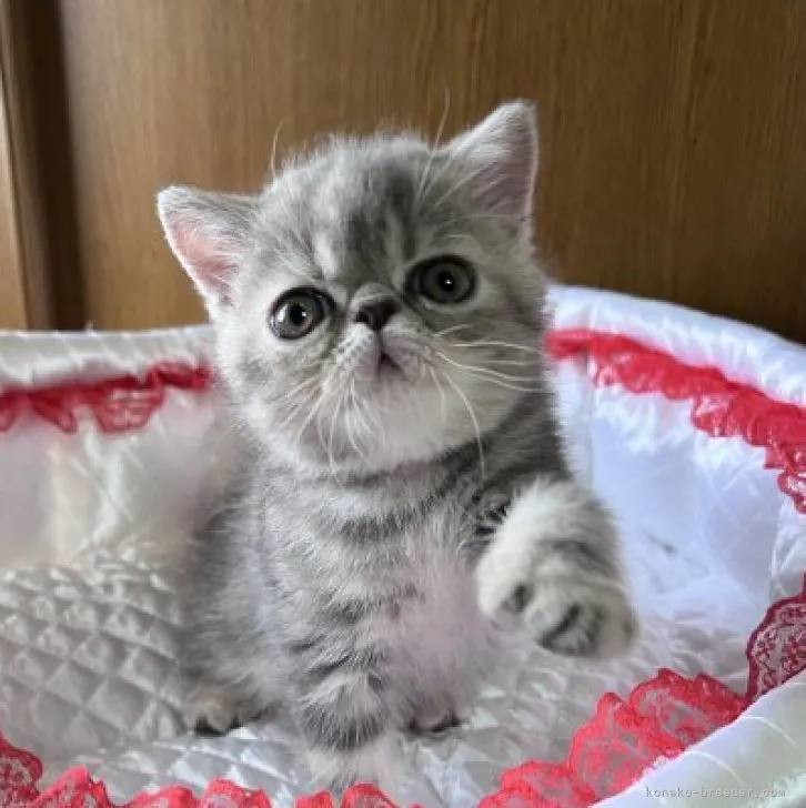 ID:2307-02208の子猫