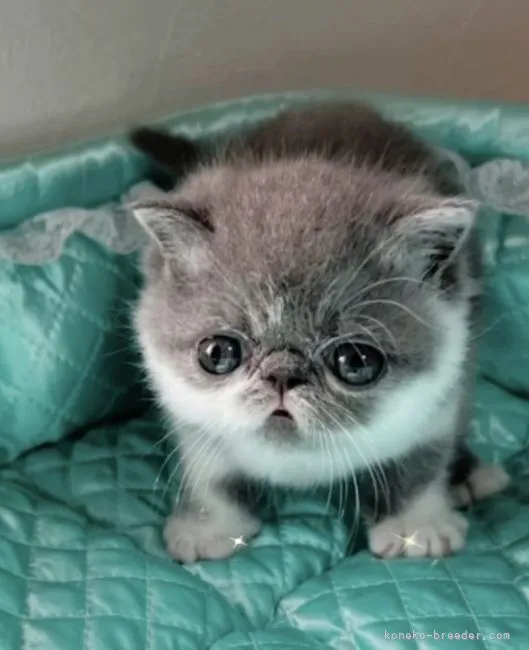 ID：2206-01459の子猫