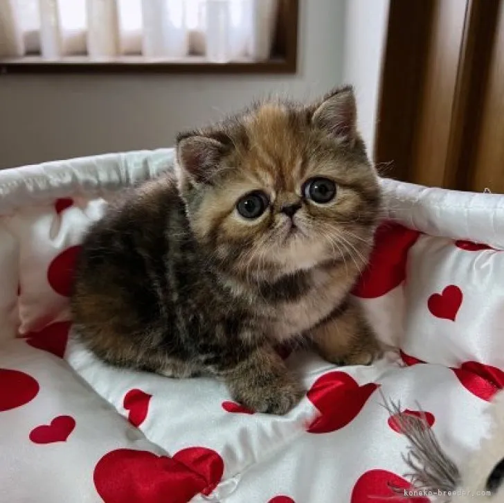 ID：2305-02636の子猫