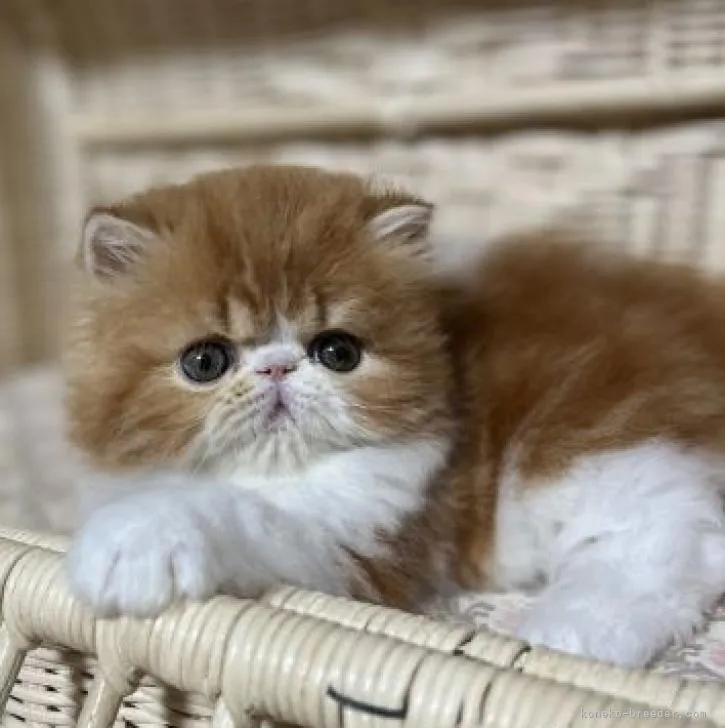 ID：2210-00448の子猫