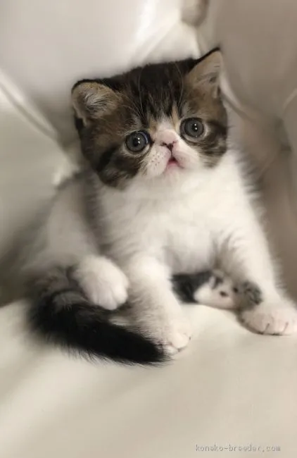 ID：1908-01121の子猫