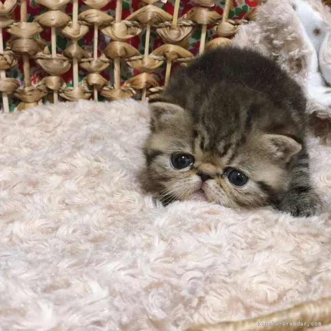 ID：1804-00599の子猫
