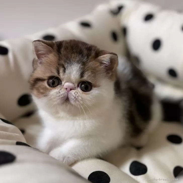 ID:2410-02648の子猫