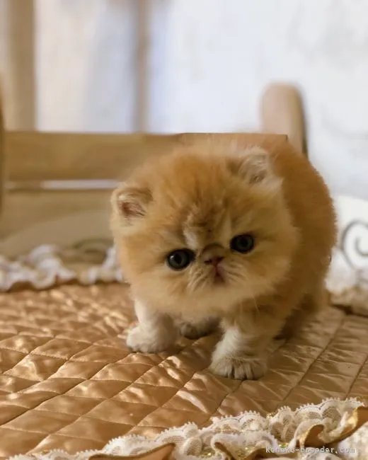 ID：2110-00828の子猫