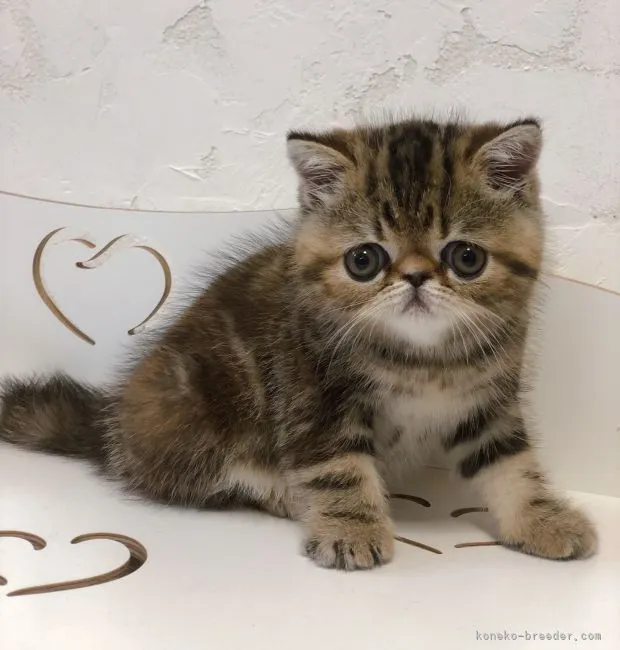 ID：2105-01282の子猫