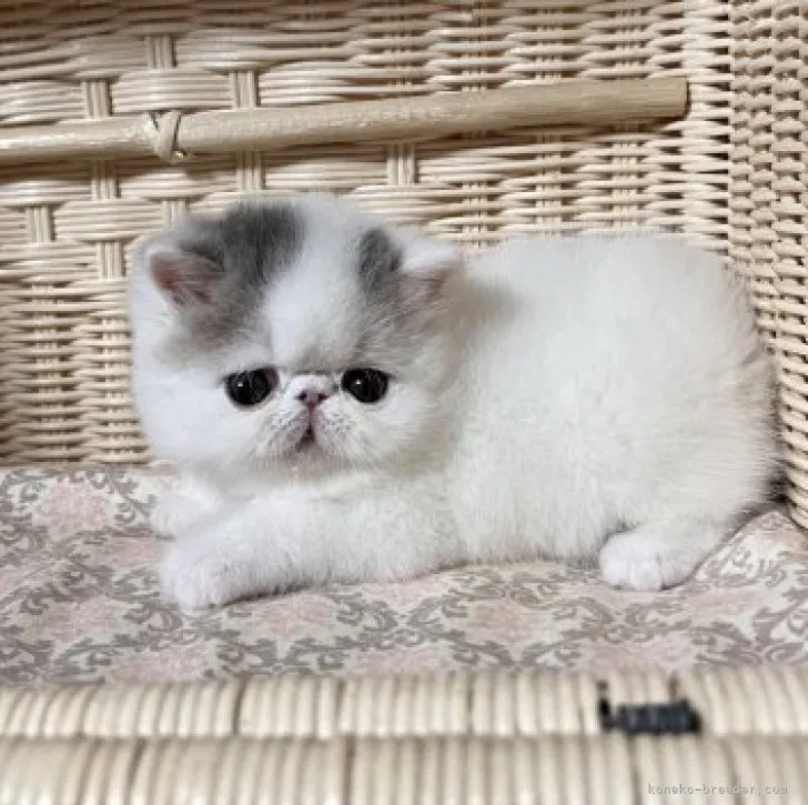 ID:2311-02697の子猫