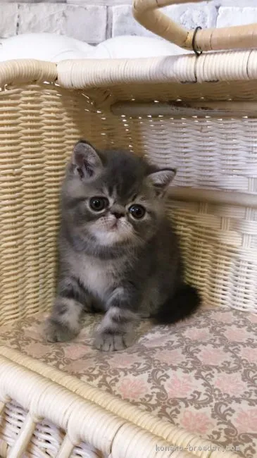 ID:2008-01974の子猫