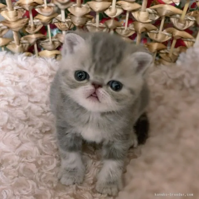 ID：1804-00598の子猫