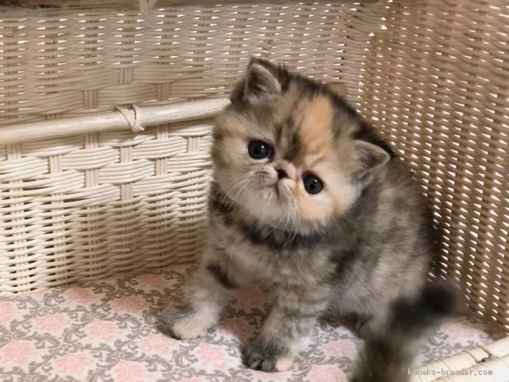 ID：2005-00916の子猫