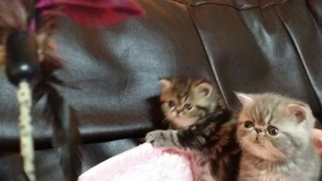 ID：1501-00125の子猫