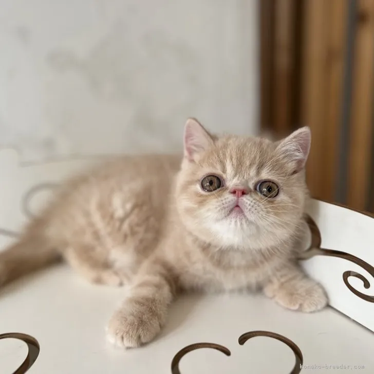 ID:2307-02754の子猫
