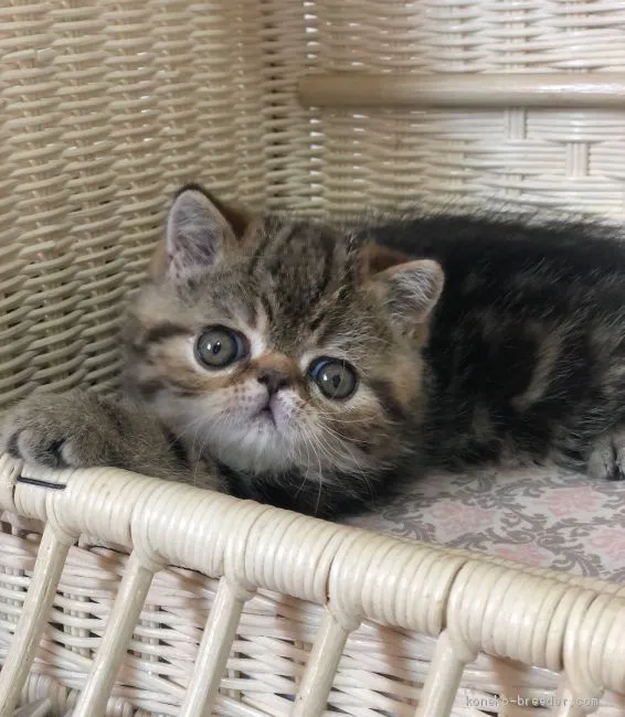 ID：2012-01811の子猫