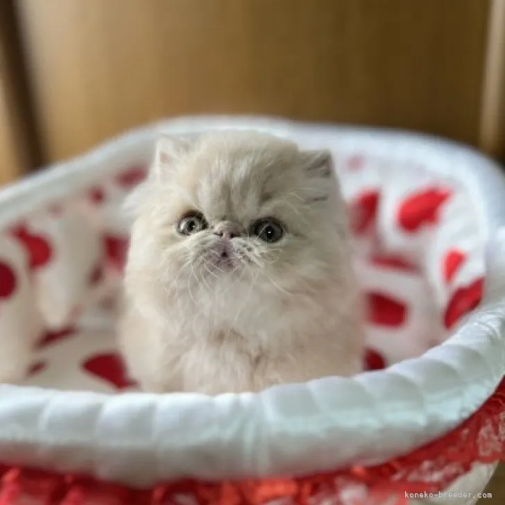 ID:2305-00473の子猫
