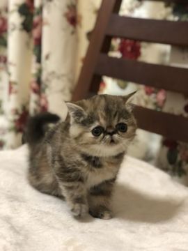 エキゾチックショートヘア【高知県・女の子・2018年9月11日・ブラウンパッチドタビー（ショートヘア）】の写真「目形のかわいい女の子」