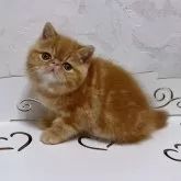 エキゾチックショートヘア【高知県・男の子・2023年11月25日・レッドタビー】の写真1