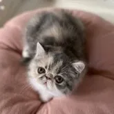 エキゾチックショートヘア【高知県・女の子・2023年7月16日・ブルーパッチドマッカレルタビーホワイト】の写真1