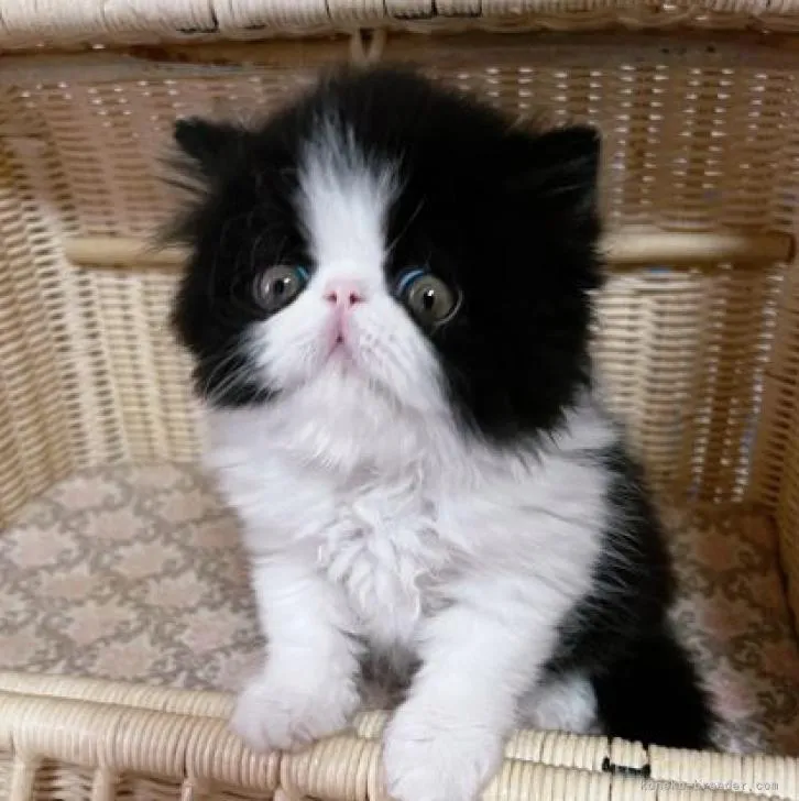 ID：2206-03419の子猫