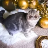 エキゾチックショートヘア【高知県・男の子・2024年4月28日・ブルータビーホワイト】の写真3「お母さんです」