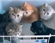 エキゾチックショートヘア【高知県・男の子・2018年3月10日・ブルータビー】の写真4「4/9健康チェックずみ 1番右の子です」