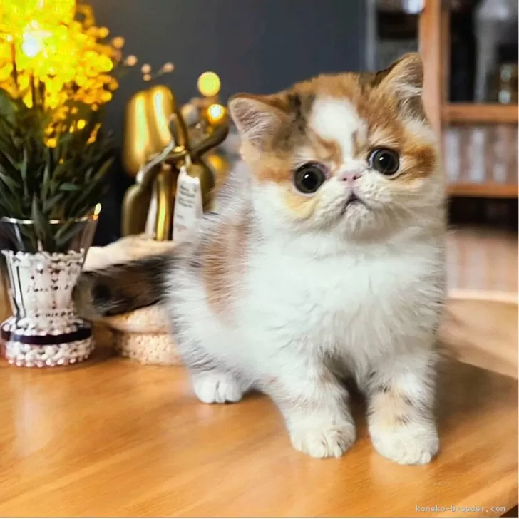 ID：2512-02514の子猫