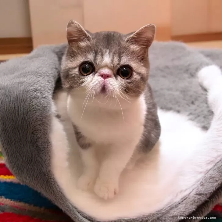 ID:2410-01575の子猫