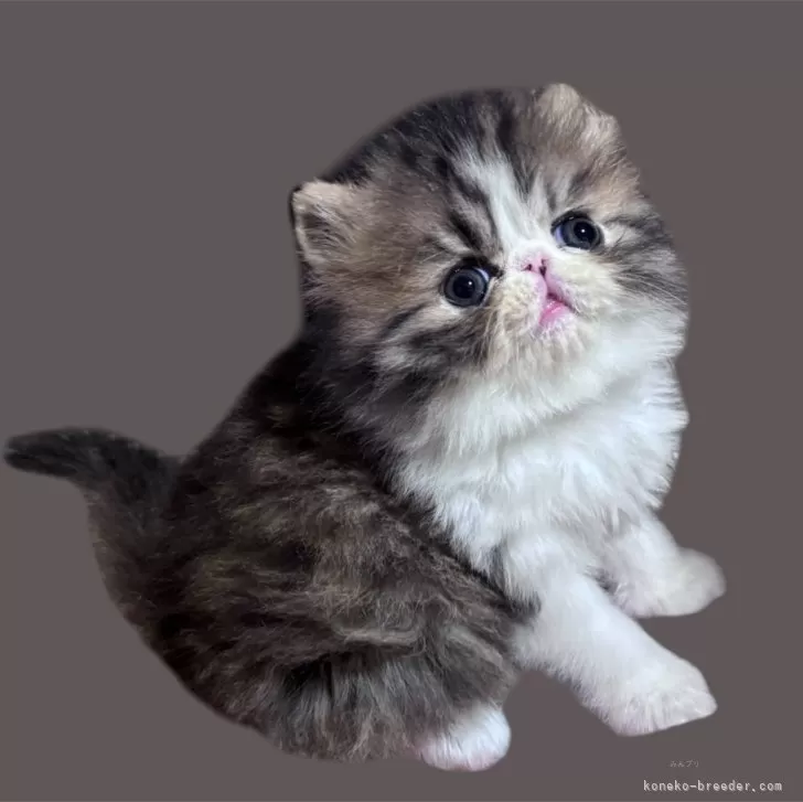 ID：2606-00966の子猫