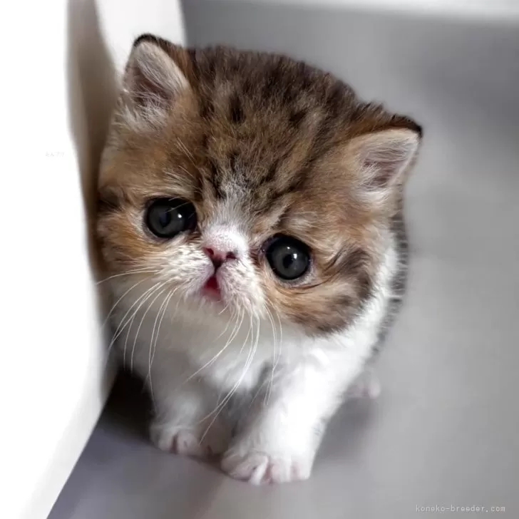 ID:2505-01357の子猫