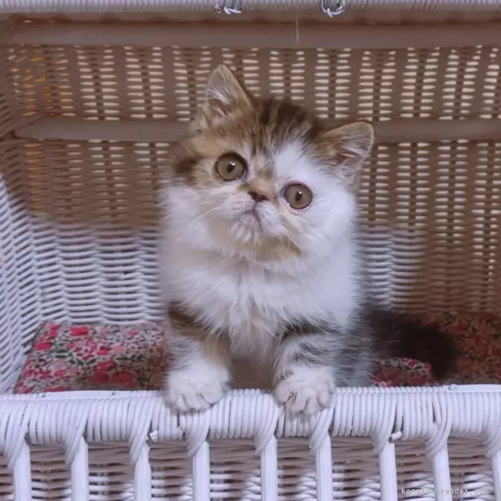 ID：2602-00605の子猫