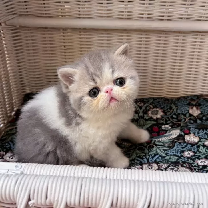 ID：2506-01939の子猫