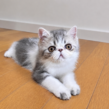 エキゾチックショートヘア