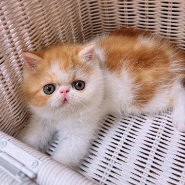 エキゾチックショートヘア【高知県・男の子・2025年6月19日・レッドタビーホワイト（ショートヘア）】の写真「真ん丸な頭とボディがたまらない男の子」