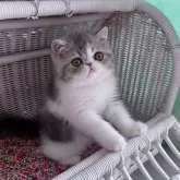 エキゾチックショートヘア