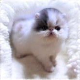 エキゾチックショートヘア