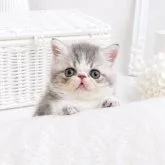 エキゾチックショートヘア