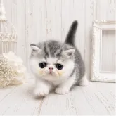 エキゾチックショートヘア