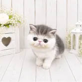 エキゾチックショートヘア