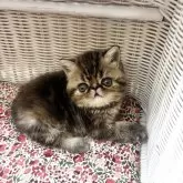 エキゾチックショートヘア