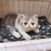 エキゾチックショートヘア【高知県・女の子・2025年5月12日・ブルータビー&ホワイト】の写真4