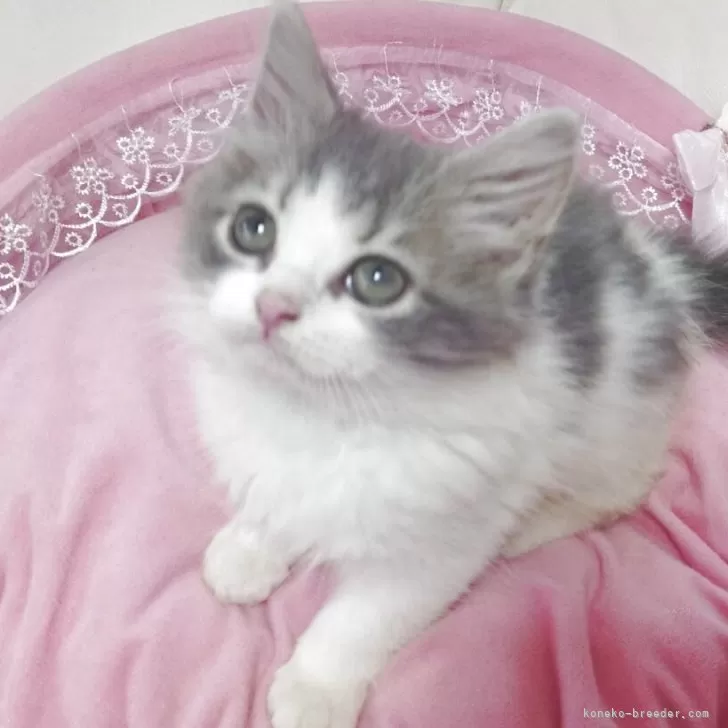 ID：2506-01121の子猫