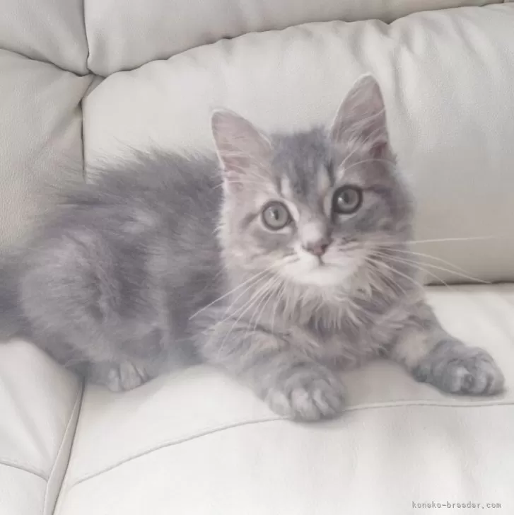 あまちゃん 様のお迎えした子猫