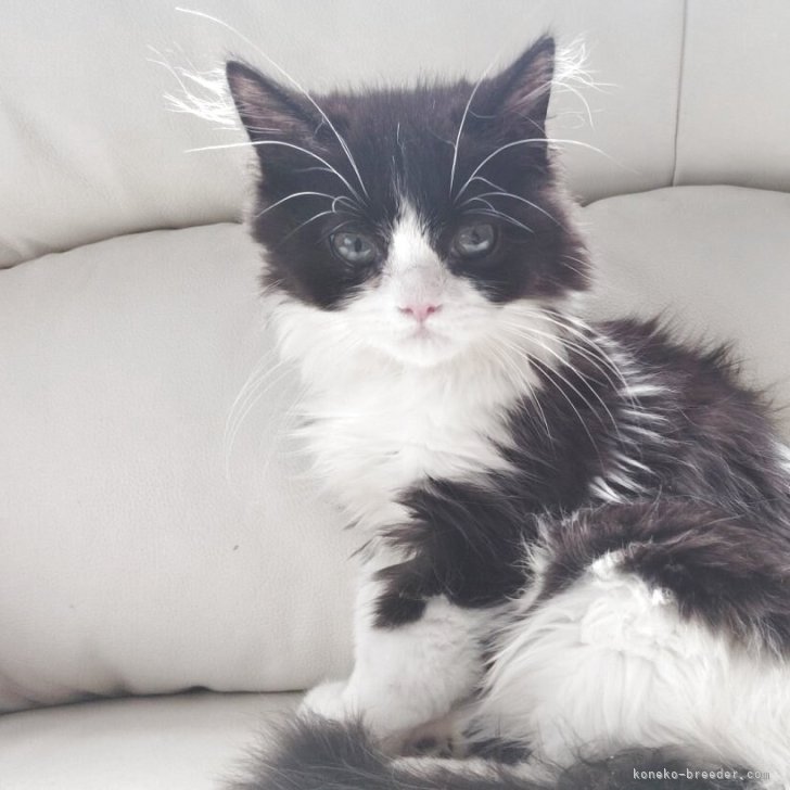 【やま】スーパーセブンのねこちゃん形オルゴナイト☆他８点 やま】スーパーセブンのねこちゃん形オルゴナイト☆他8点 楽天
