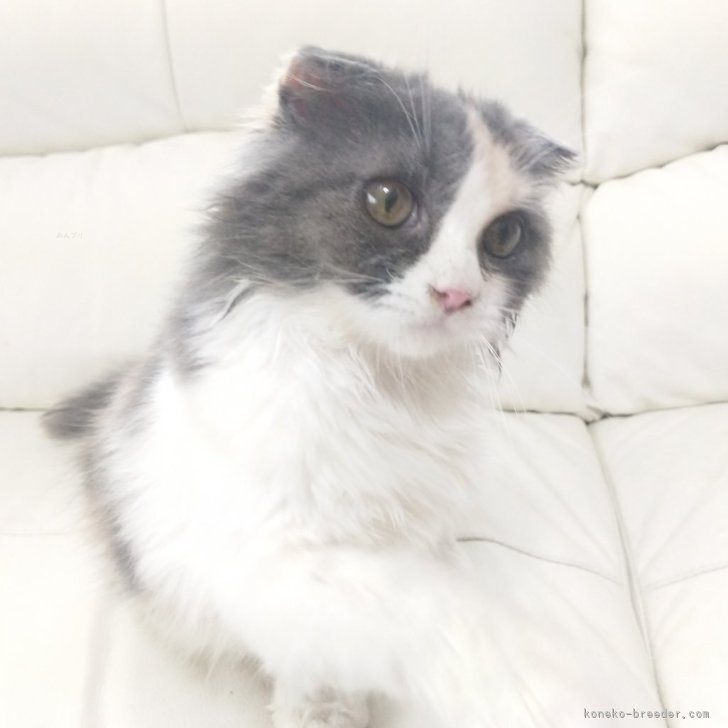 ブリーダー画像