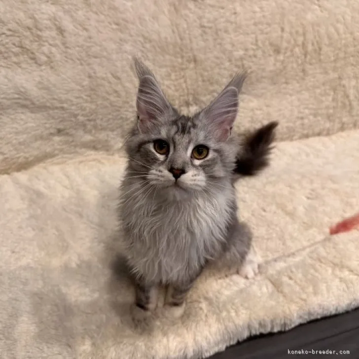 ID:2304-02237の子猫