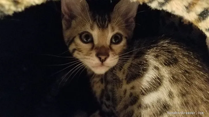 ID:1610-00717の子猫