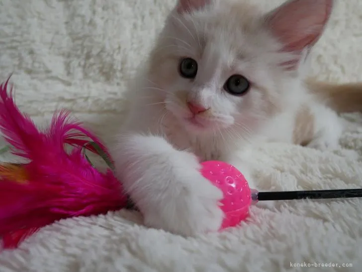 ID:2111-01328の子猫