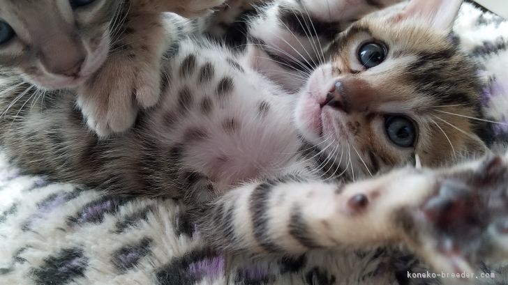 ID:1706-00886の子猫