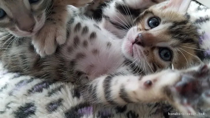 ID:1706-00886の子猫