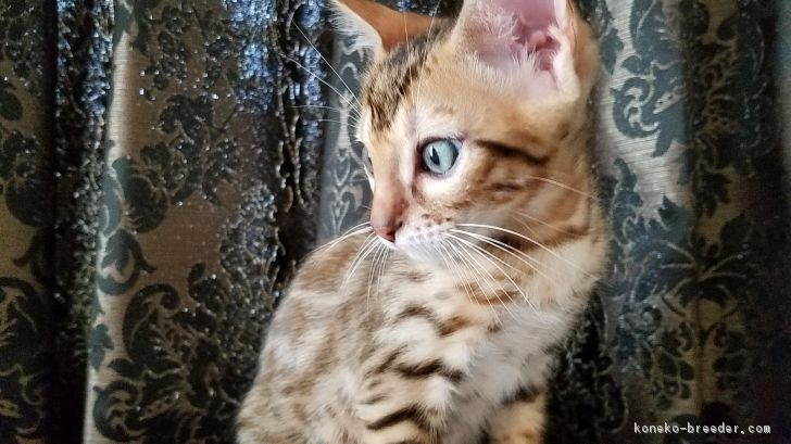 ID:1706-00868の子猫