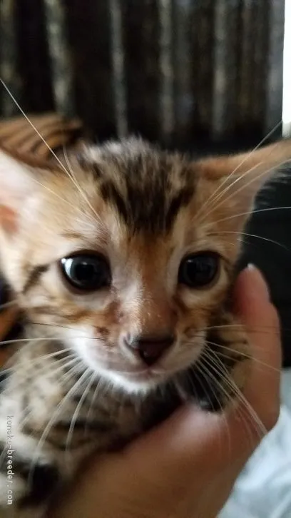 ID:1610-00839の子猫